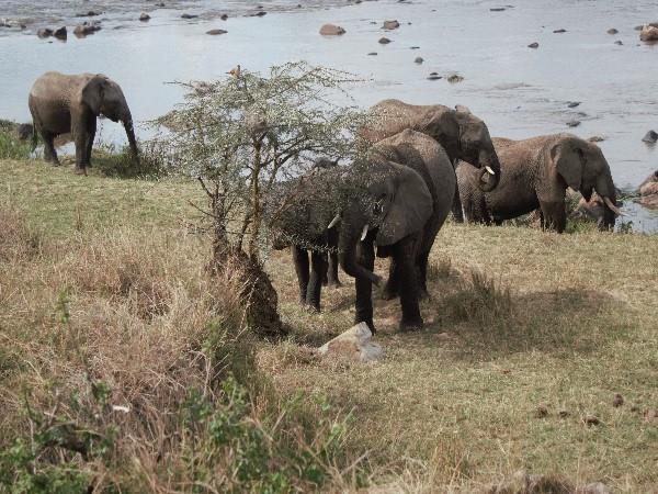 Tanzania family safari & beach holiday