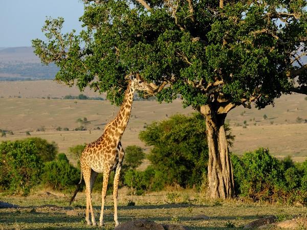 Selous & Ruaha safari in Tanzania