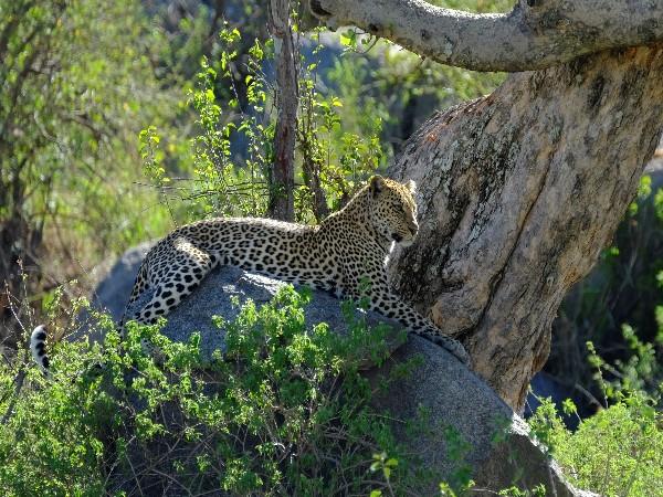 Selous & Ruaha safari in Tanzania