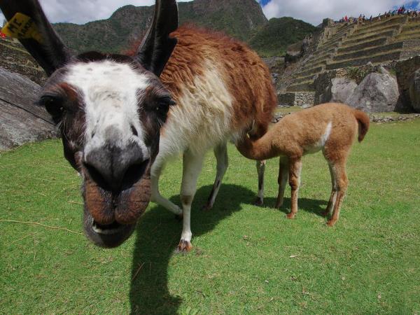 Peru and Galapagos active holiday