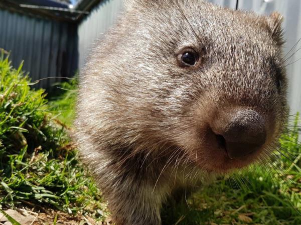 Tasmania East Coast to Cradle Mountain tour, 5 days