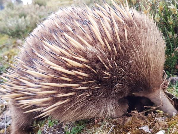 Tasmania 6 day tour, Australia