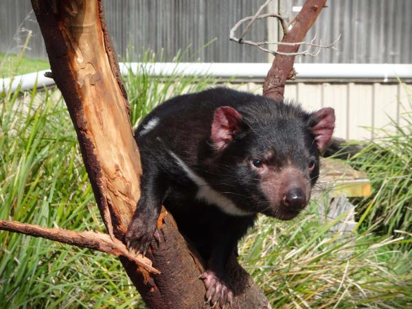 Tasmania small group tour, 13 days