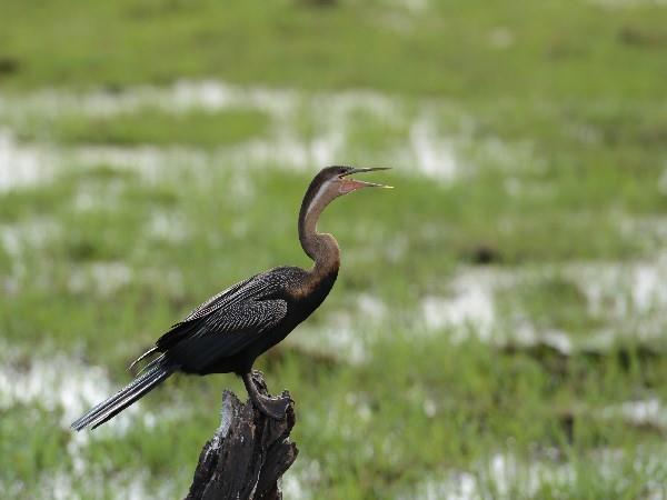 Victoria Falls & Botswana safari holiday