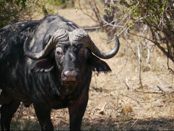 Victoria Falls & Botswana safari holiday
