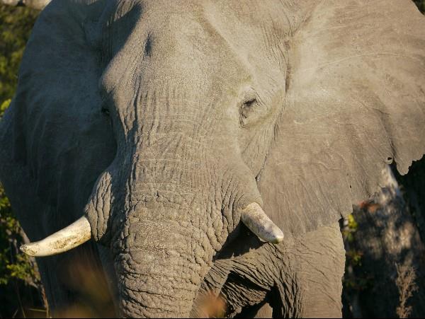 Victoria Falls & Botswana safari holiday