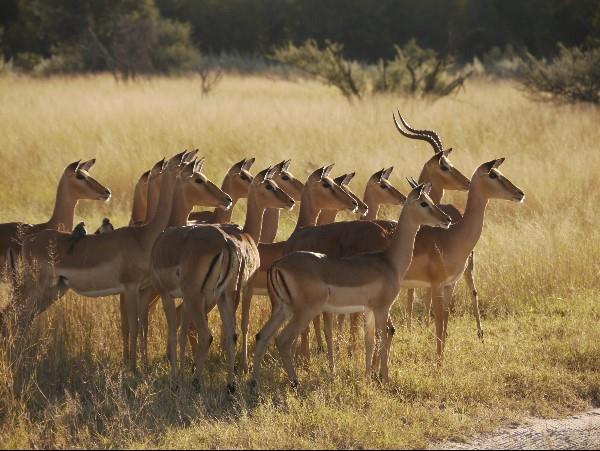 Victoria Falls & Botswana safari holiday