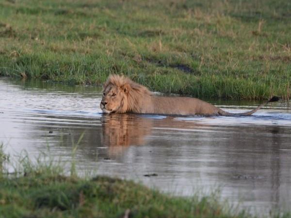 Victoria Falls & Botswana safari holiday
