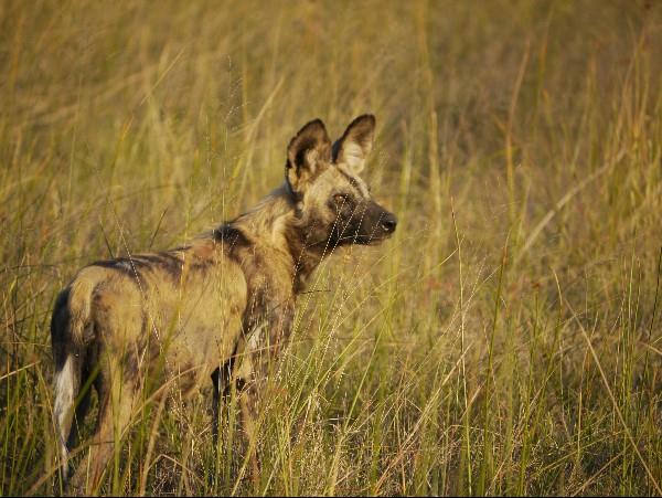 Wild dog tracking safari in Botswana