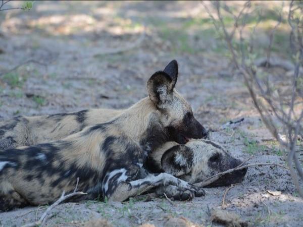 Wild dog tracking safari in Botswana