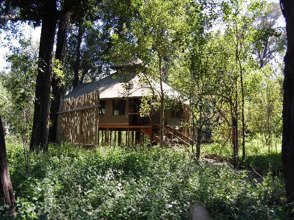 Wild dog tracking safari in Botswana