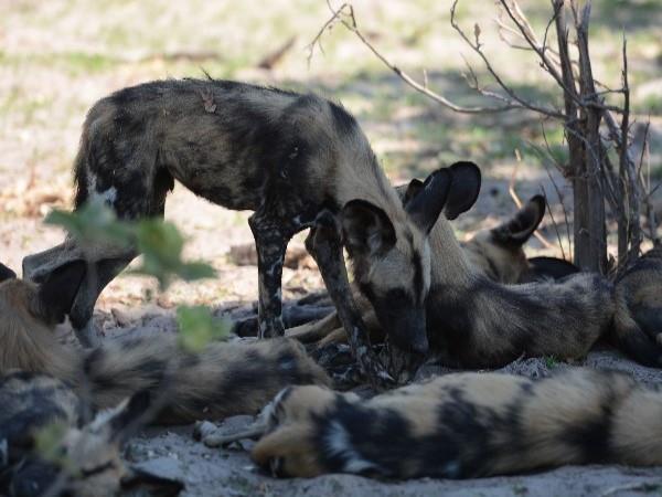 Wild dog tracking safari in Botswana
