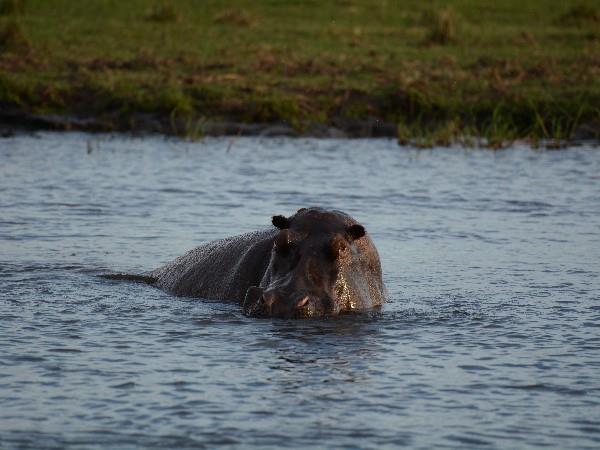 Botswana wildlife safari, meerkats & more