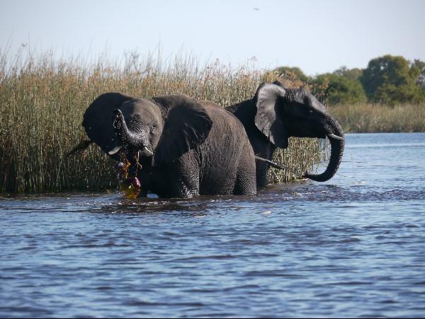 Botswana wildlife safari, meerkats & more