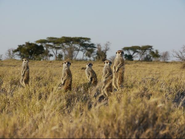 Botswana wildlife safari, meerkats & more