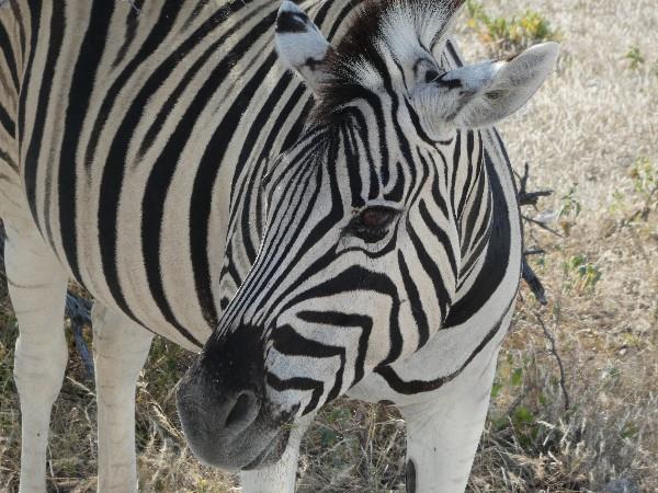 Namibia self drive holiday