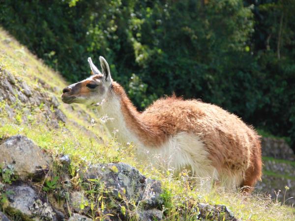 Machu Picchu small group holiday