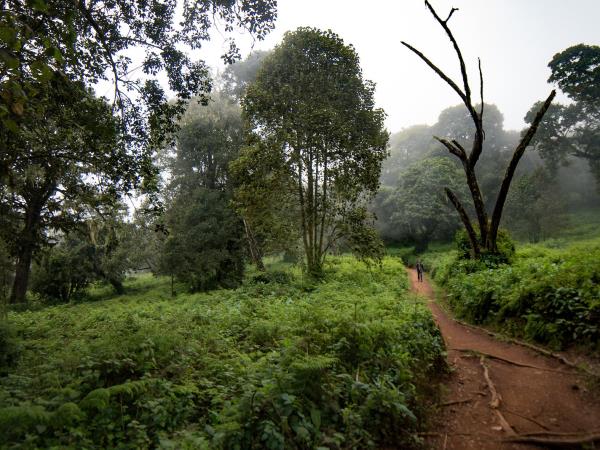 Kilimanjaro summit trek and safari holiday, Tanzania