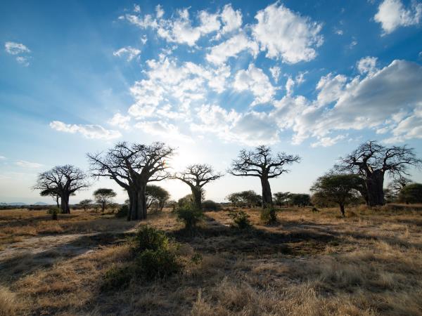 Kilimanjaro summit trek and safari holiday, Tanzania