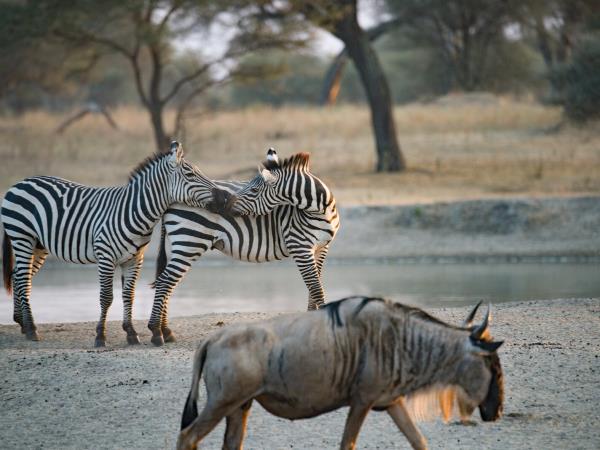 Kilimanjaro summit trek and safari holiday, Tanzania