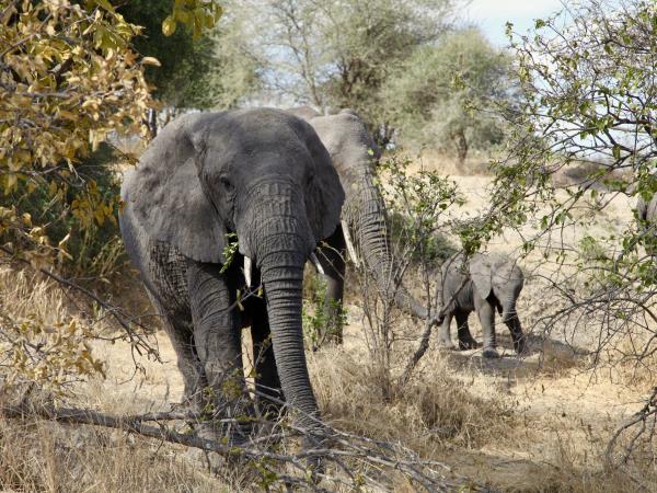 Kilimanjaro summit trek and safari holiday, Tanzania