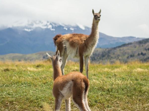 Patagonia puma tracking holiday