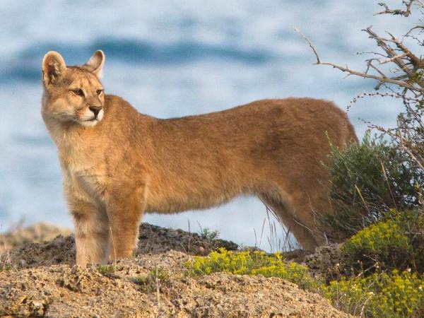 Patagonia puma tracking holiday