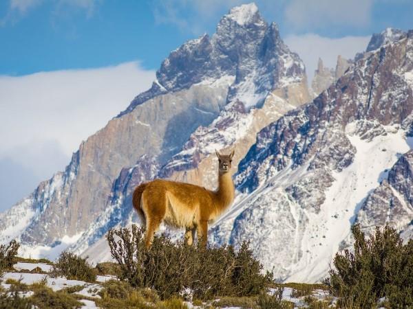 Patagonia puma tracking holiday