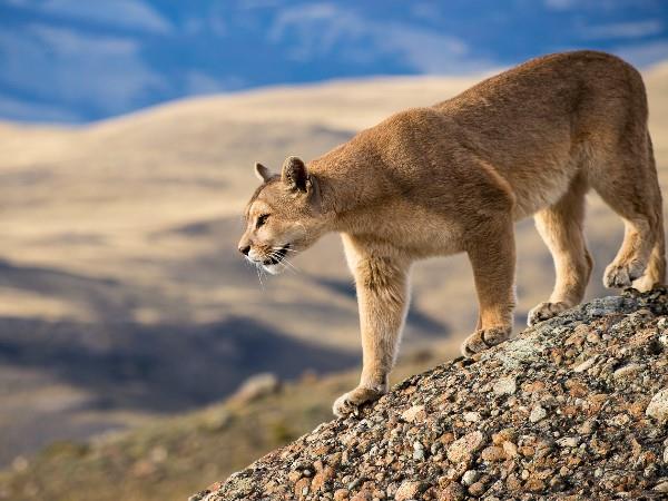 Patagonia puma tracking holiday