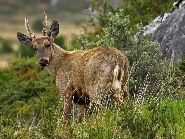 Patagonia puma tracking holiday