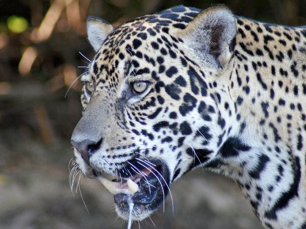 Brazil jaguar safari