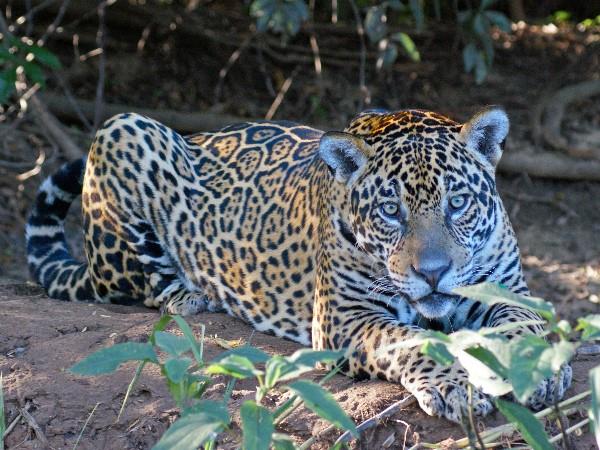 Brazil jaguar safari