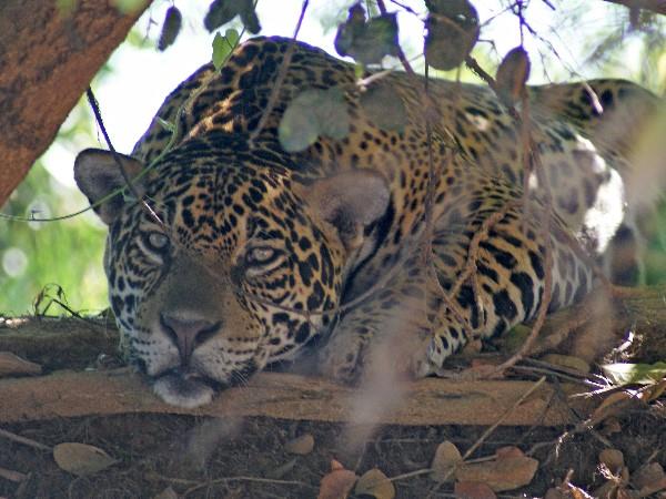Brazil jaguar safari