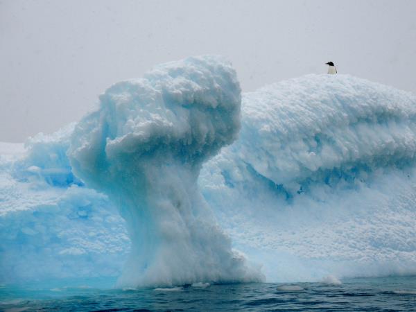 Antarctic Peninsula cruises, activity-based