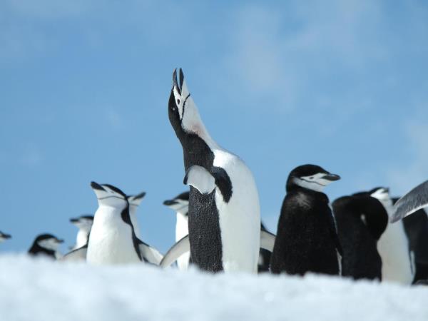 Antarctic Peninsula cruises, activity-based