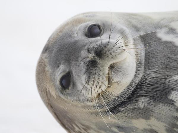 Antarctic Peninsula cruises, activity-based