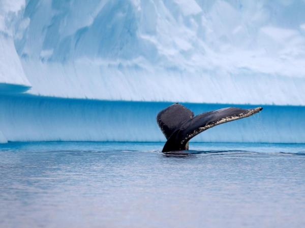 Antarctic Peninsula cruises, activity-based