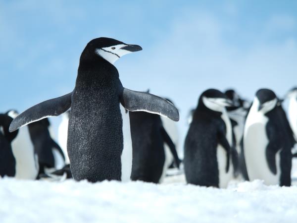 Antarctic cruise and hiking in Chile