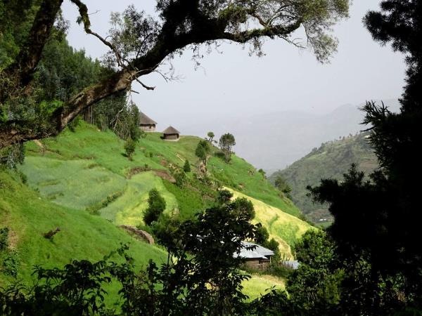 Ethiopia trekking in Wof Washa forest