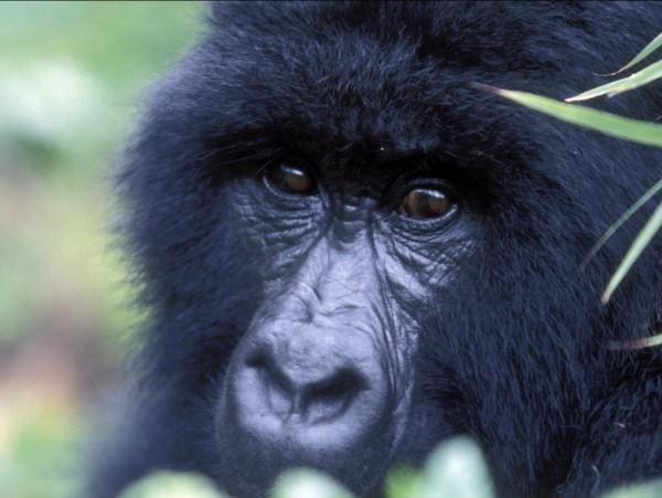 Rwanda wildlife tour