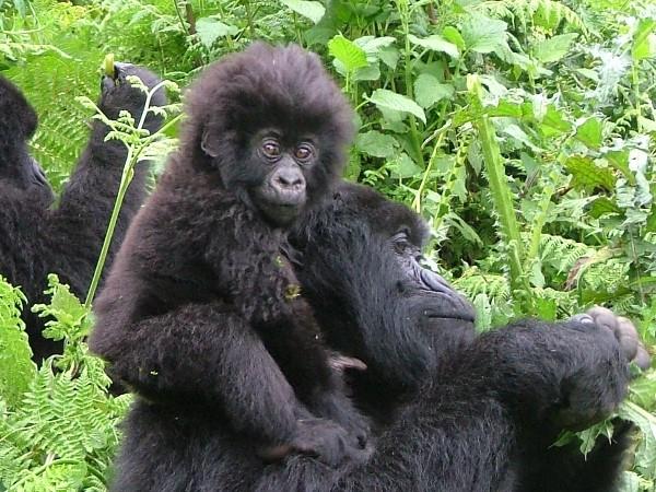 Rwanda wildlife tour