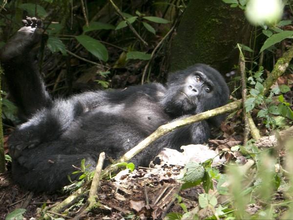Rwanda wildlife tour