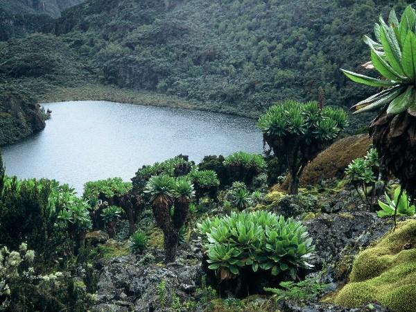 Rwanda wildlife tour