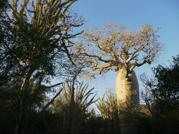 Madagascar tailor made holiday