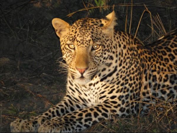 Zambia safari and Malawi beach holiday