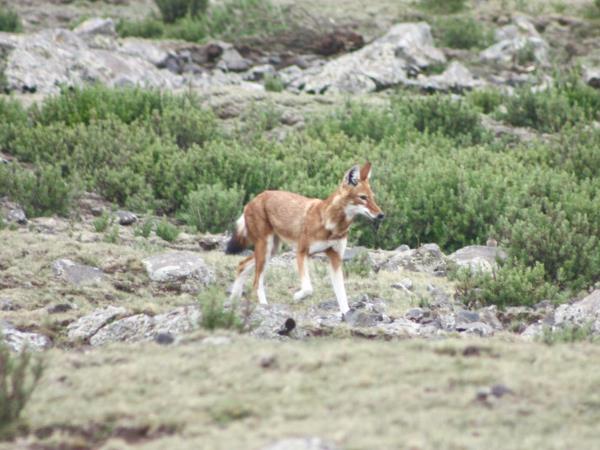 Trekking in Ethiopia on Mount Abuna Yosef