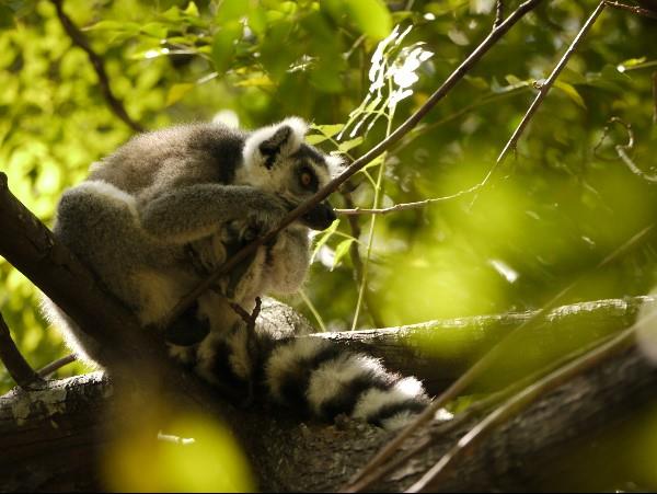 Baobabs, beaches & Lemurs holiday in Madagascar