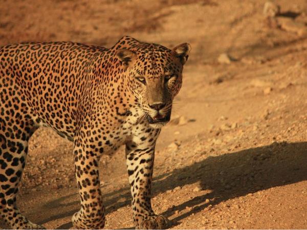 Sri Lanka tailor made tour, 13 days