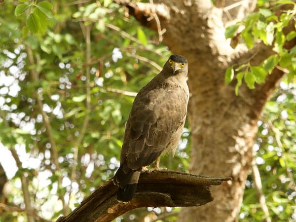West-central India wildlife holiday