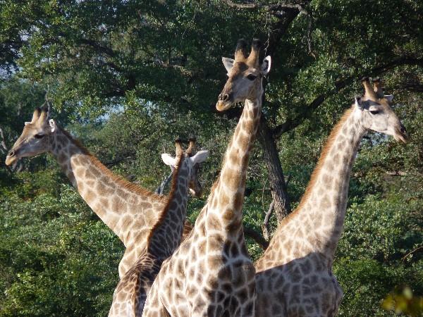 Luxury Zimbabwe holiday